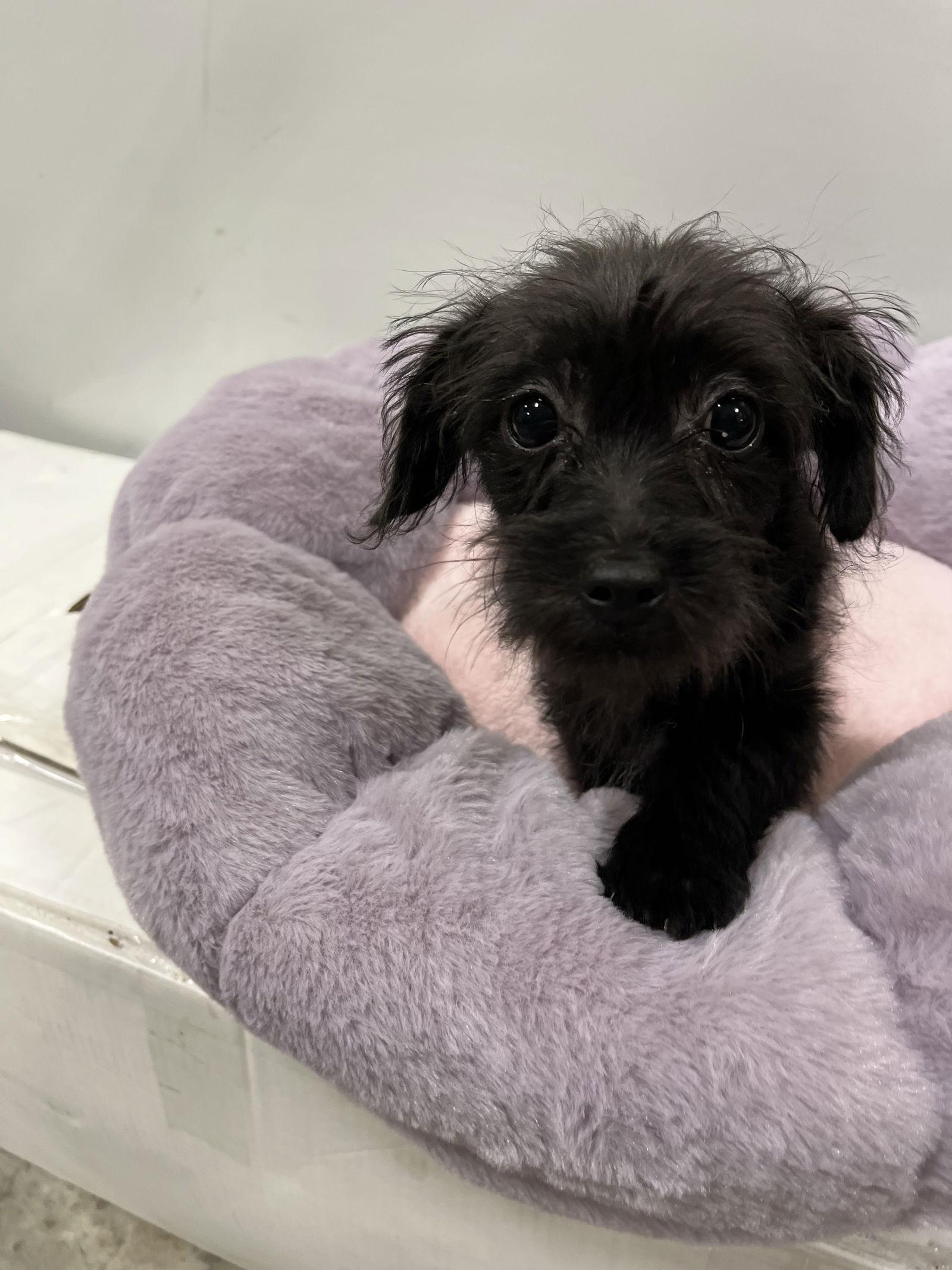 Shanna, Adopted, Young Female Schnauzer.