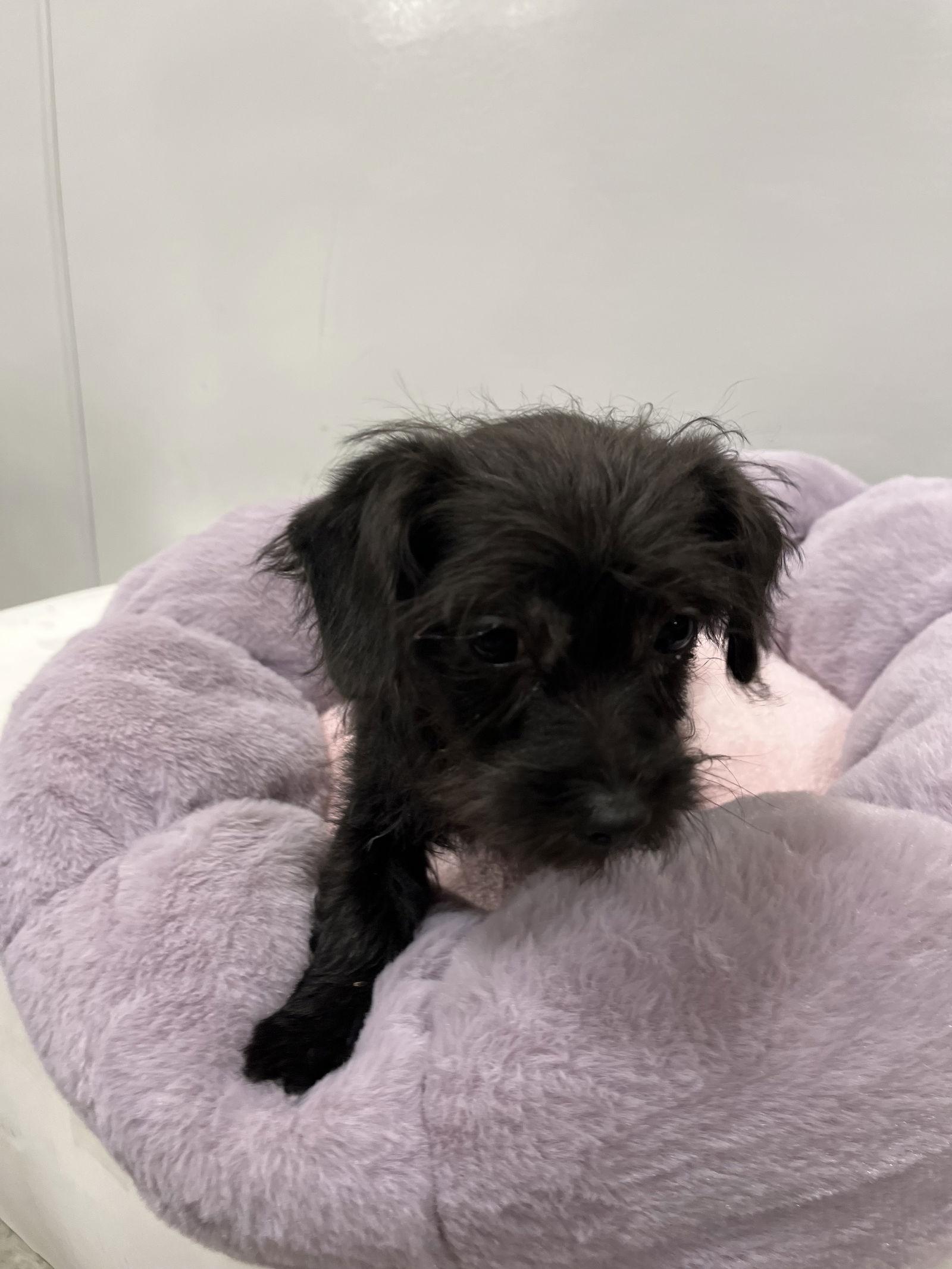 Enlarge Shanna, a Adopted Schnauzer in San Antonio, TX image 2/3
