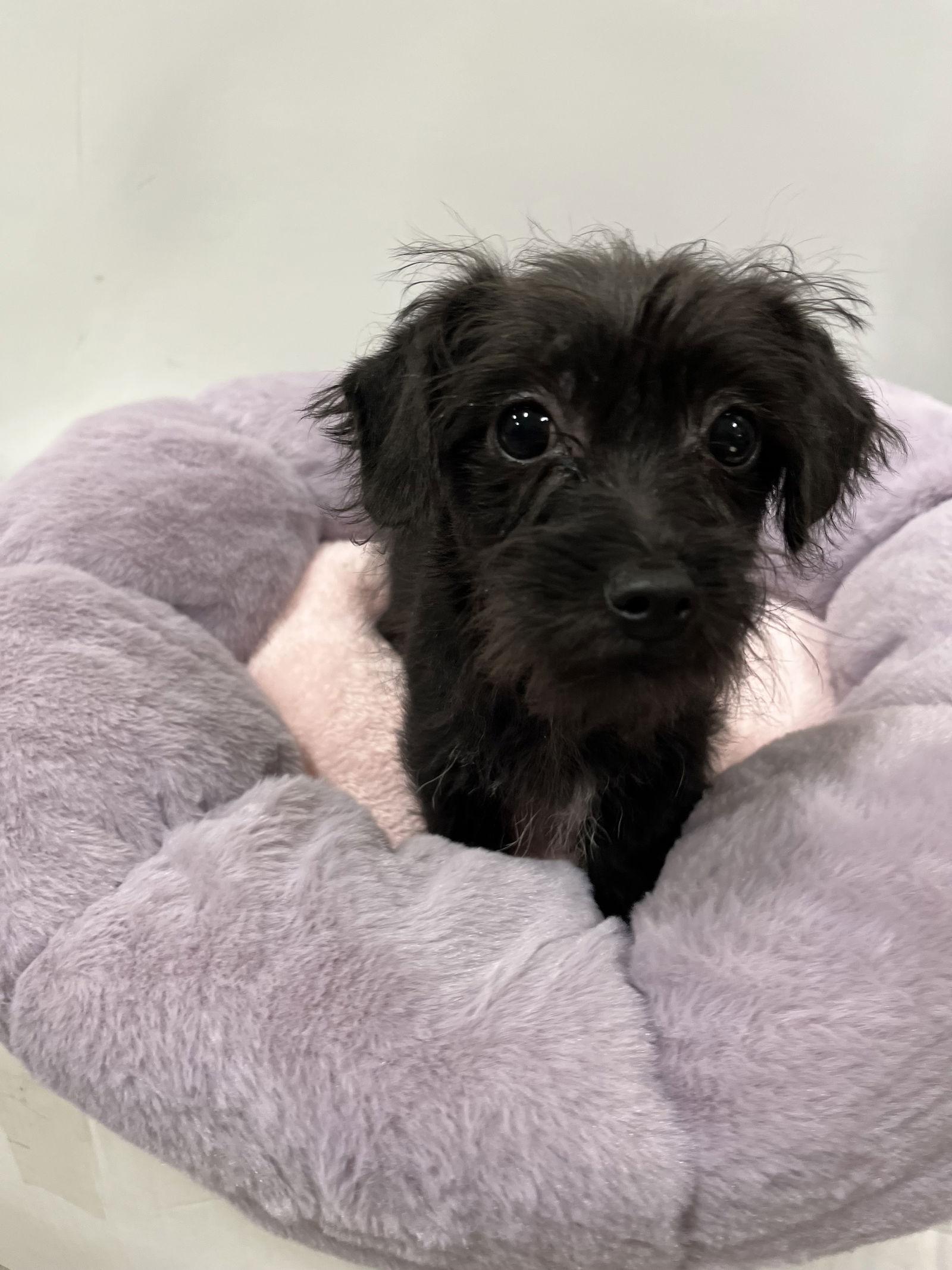 Enlarge Shanna, a Adopted Schnauzer in San Antonio, TX image 3/3