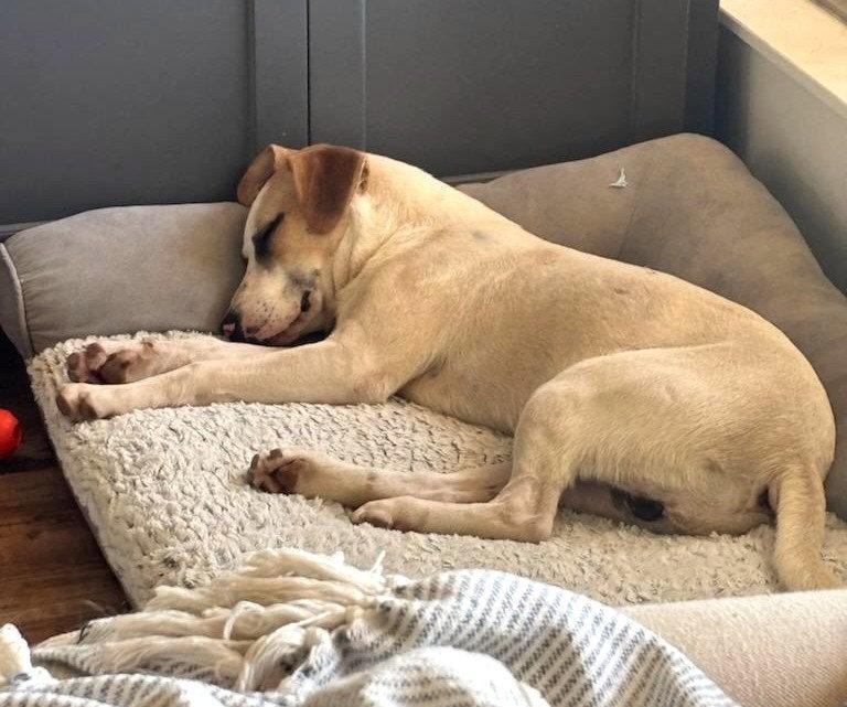 Hunter, Adoptable, Young Male Labrador Retriever & Terrier.