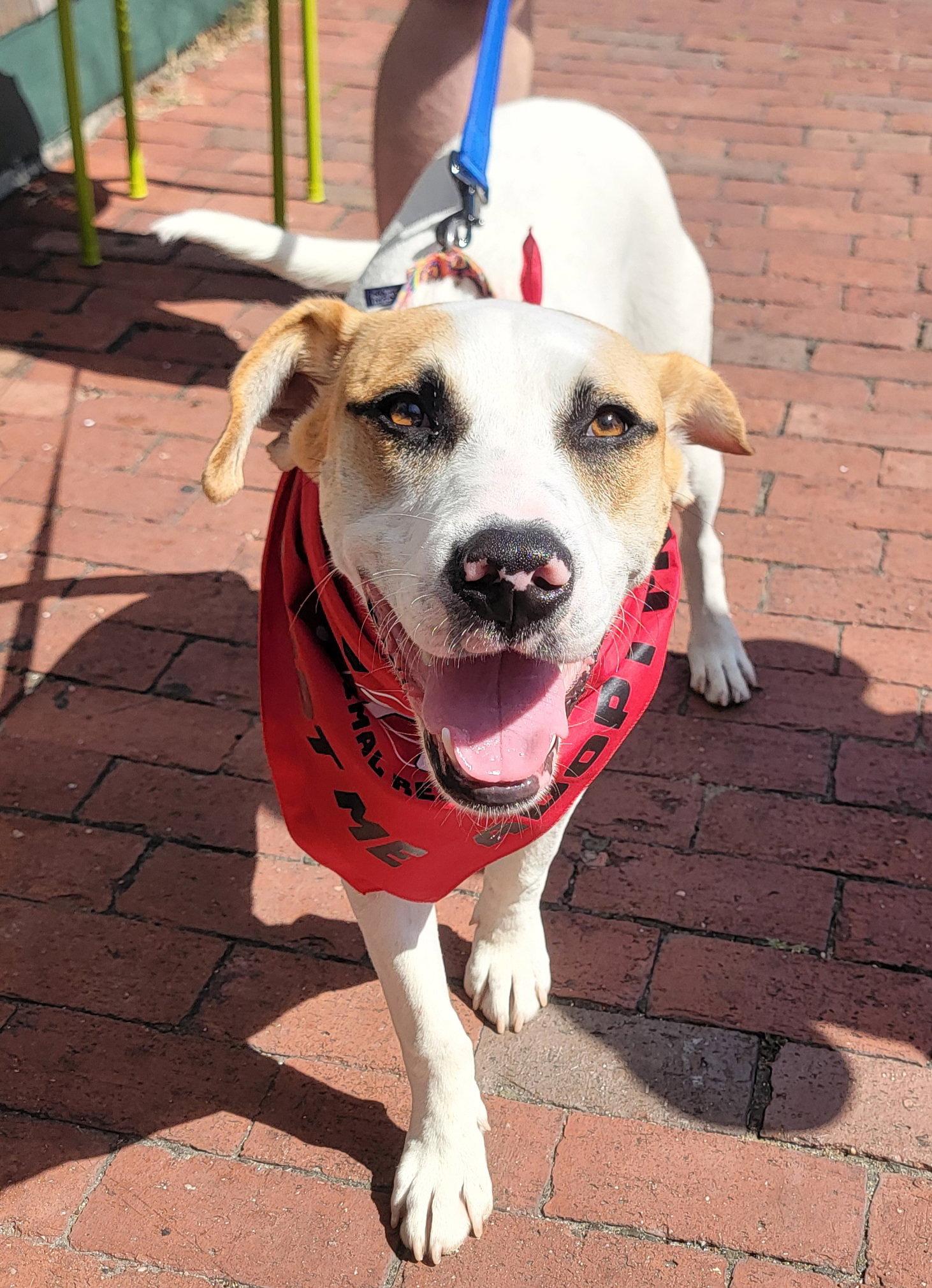 Hunter *LOCAL*, Adoptable, Young Male Labrador Retriever & Terrier.