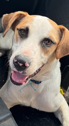 Enlarge Hunter *LOCAL*, a Adoptable mixed breed in Wakefield, RI image 2/3