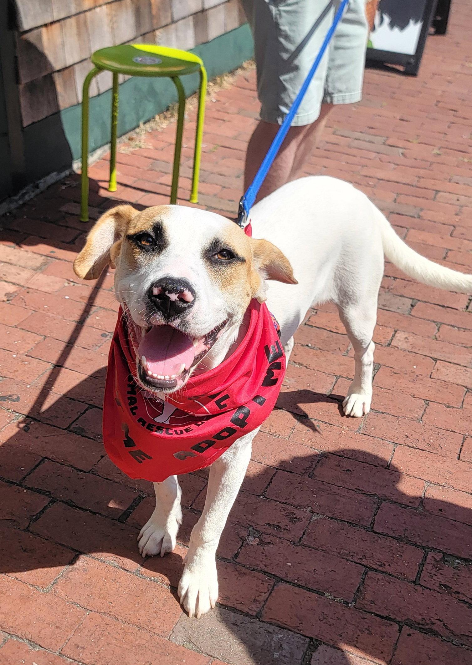 Enlarge Hunter *LOCAL*, a Adoptable mixed breed in Wakefield, RI image 3/3