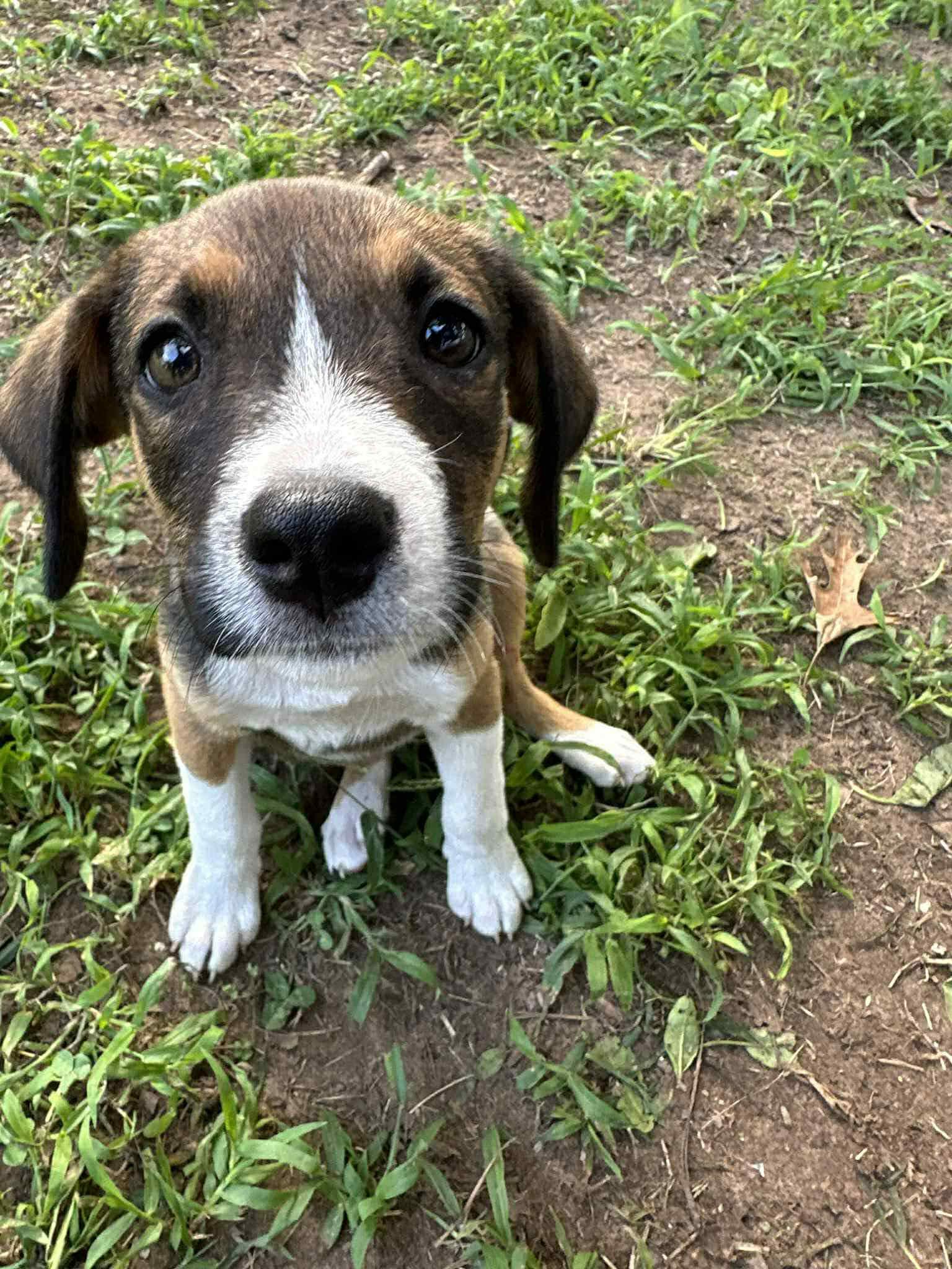 Hollie, Adopted, Puppy Female Hound & Pit Bull Terrier.