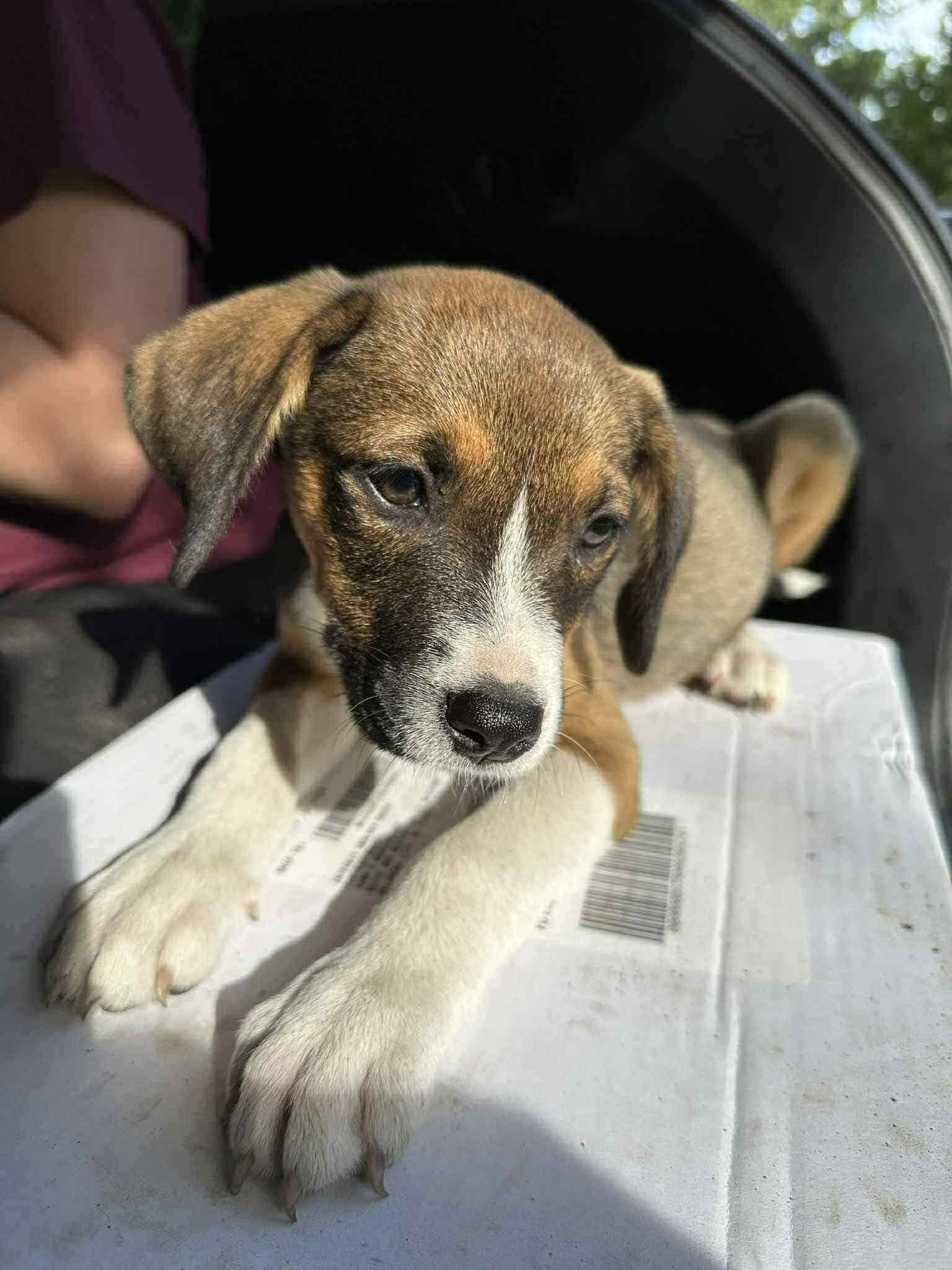Enlarge Hollie, a Adopted mixed breed in Piedmont, OK image 2/3