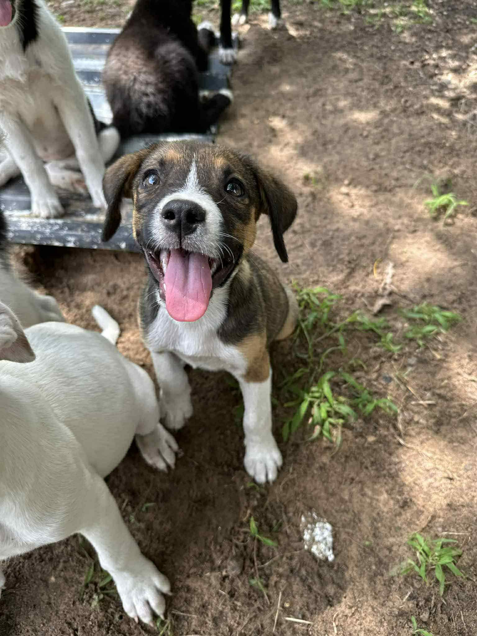 Enlarge Hollie, a Adopted mixed breed in Piedmont, OK image 3/3