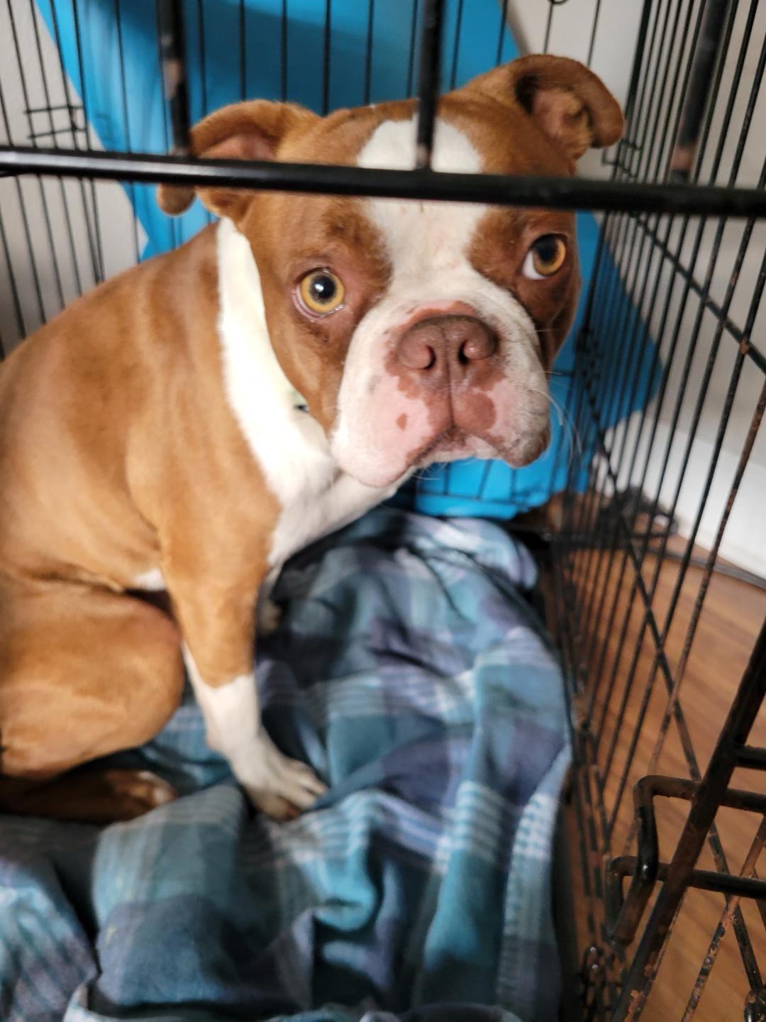 Harry in MO, a Adoptable Boston Terrier in St Louis, MO image 1/4