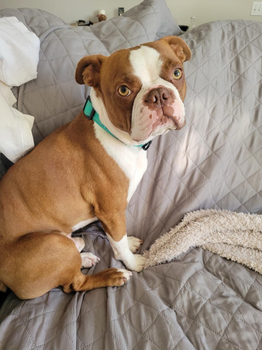 Harry in MO, a Adoptable Boston Terrier in St Louis, MO image 2/4