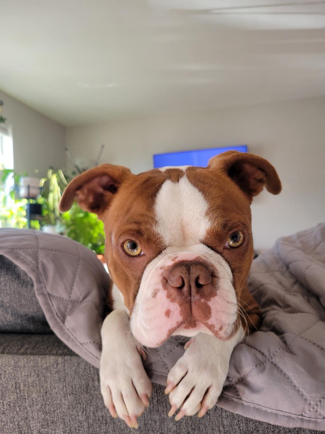 Harry in MO, a Adoptable Boston Terrier in St Louis, MO image 3/4