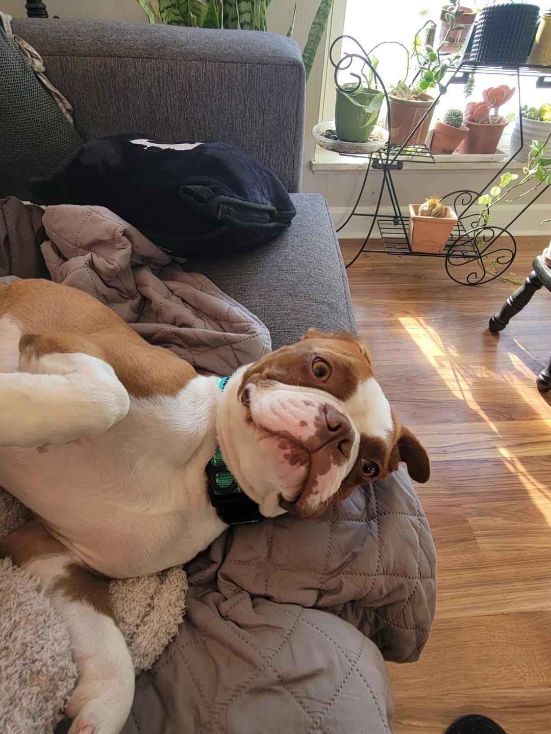 Harry in MO, a Adoptable Boston Terrier in St Louis, MO image 4/4