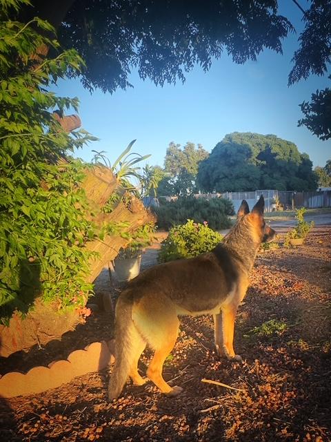 Enlarge Sheeba, a ADOPTABLE German Shepherd Dog in Modesto , CA image 2/3