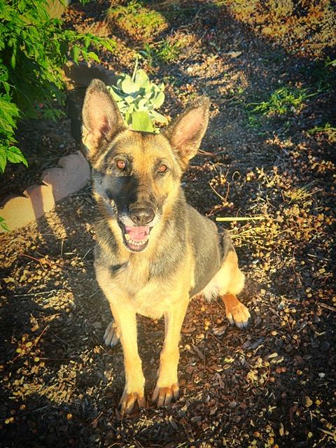 Enlarge Sheeba, a ADOPTABLE German Shepherd Dog in Modesto , CA image 1/3
