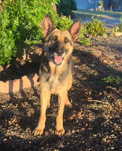 Enlarge Sheeba, a ADOPTABLE German Shepherd Dog in Modesto , CA image 3/3
