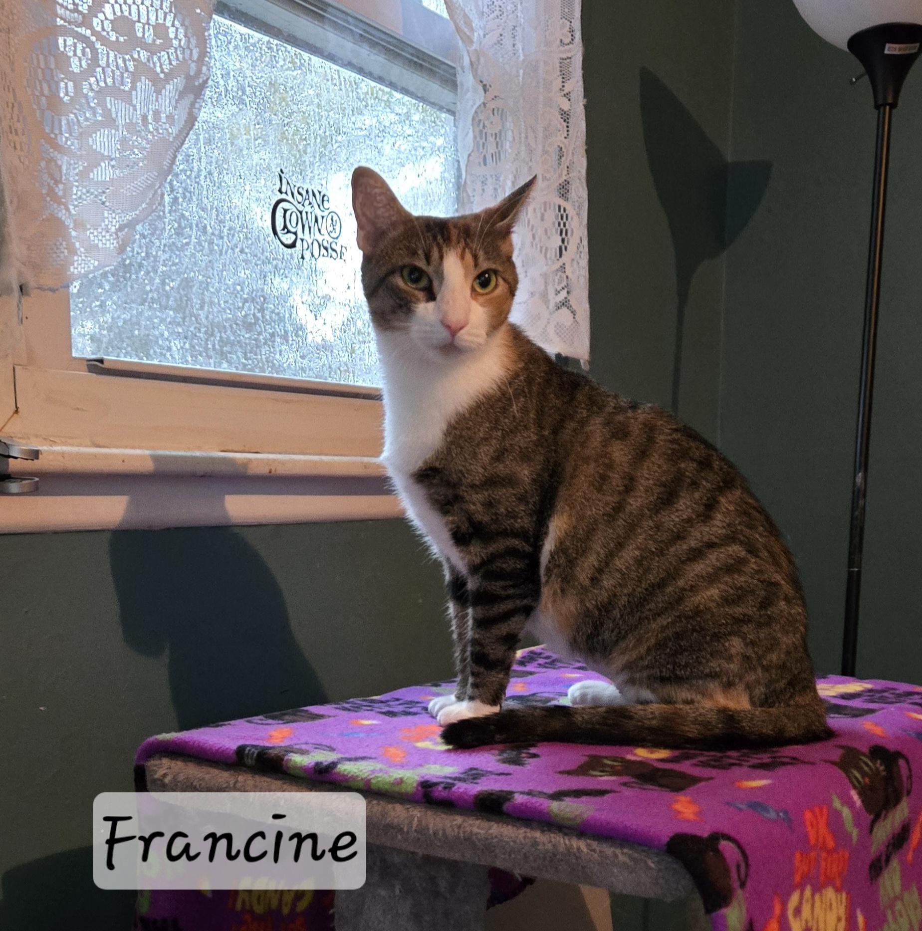 Enlarge Francine, a Adoptable Domestic Short Hair in Colonia, NJ image 1/3