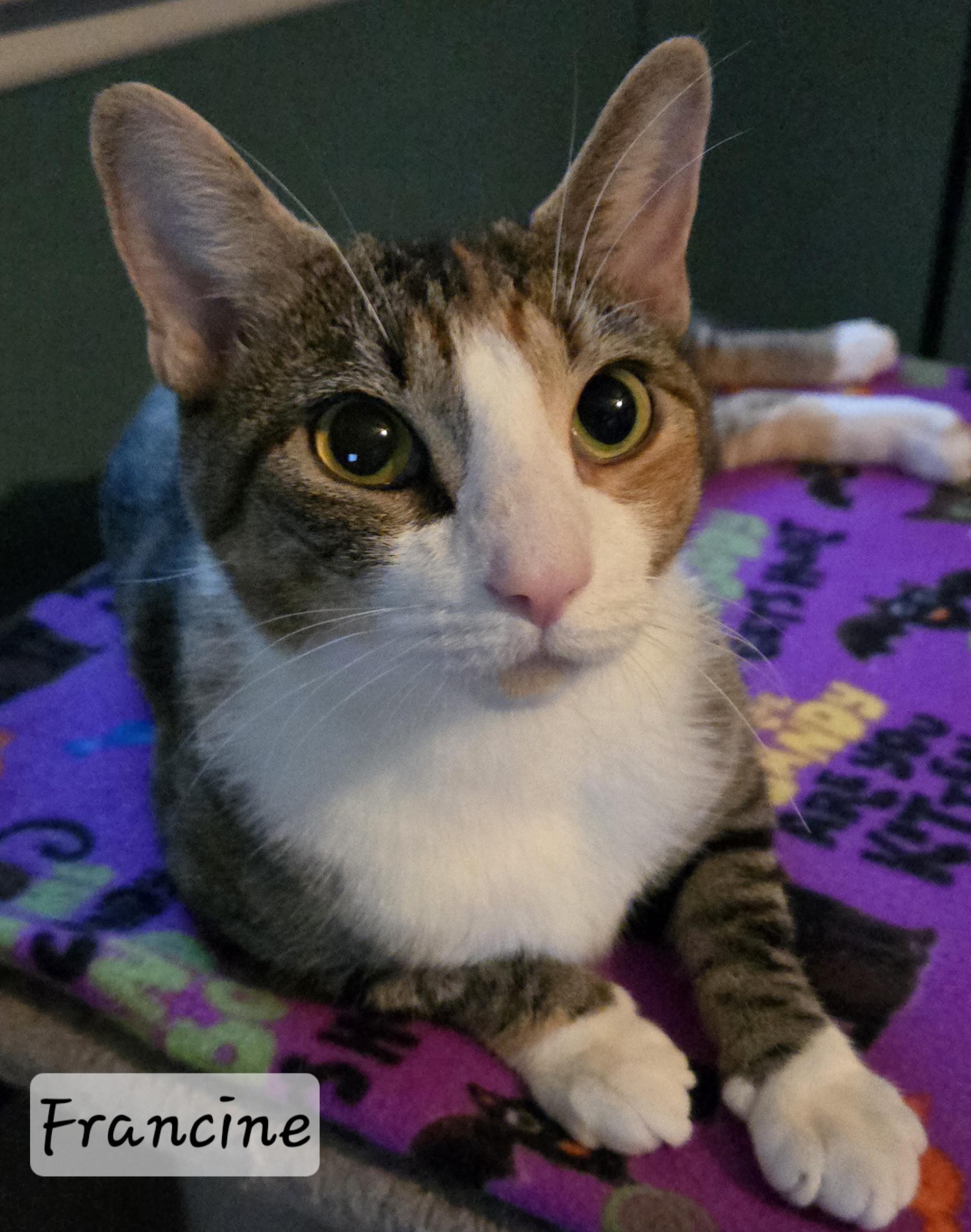 Enlarge Francine, a Adoptable Domestic Short Hair in Colonia, NJ image 2/3