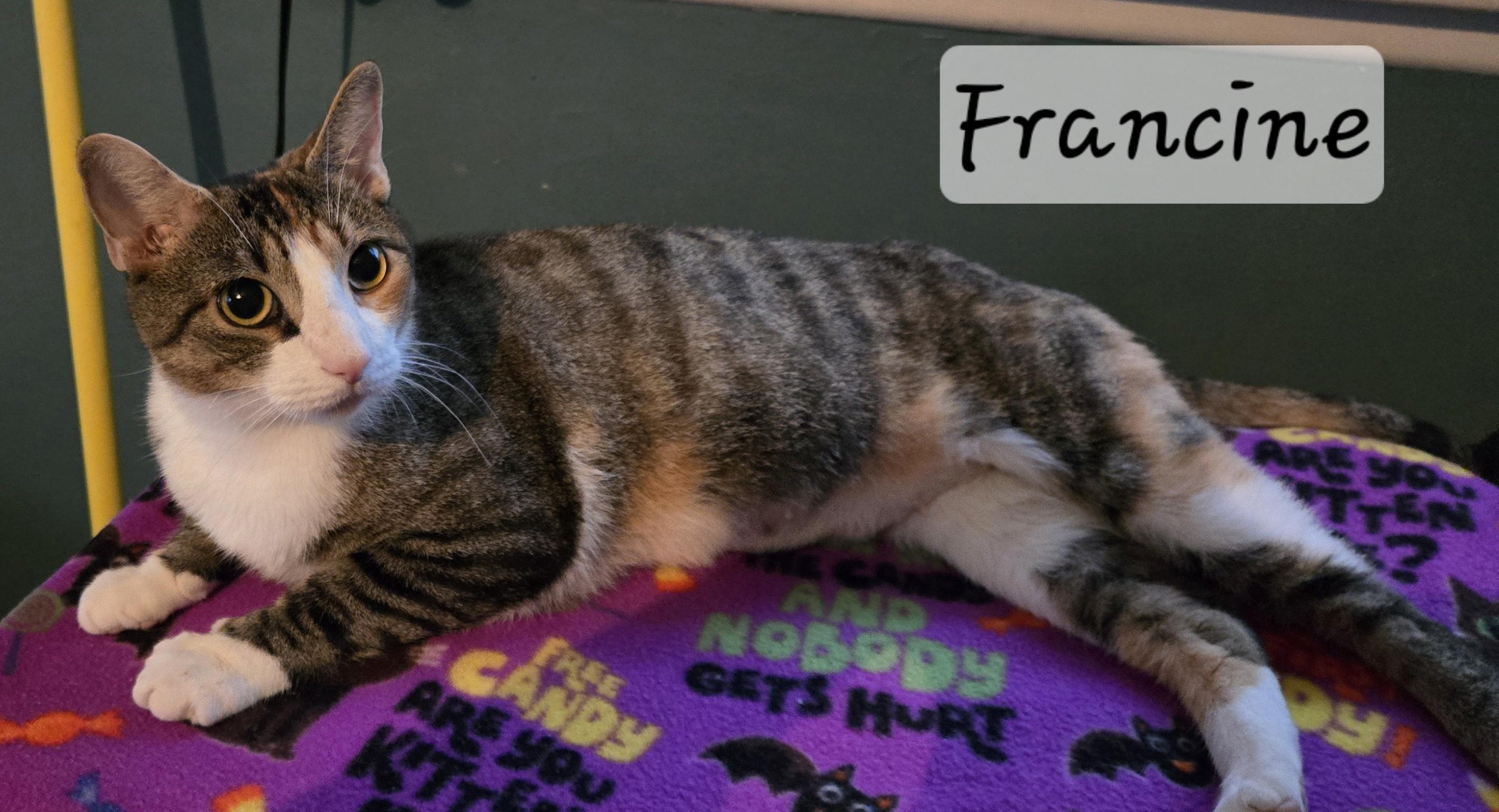 Enlarge Francine, a Adoptable Domestic Short Hair in Colonia, NJ image 3/3