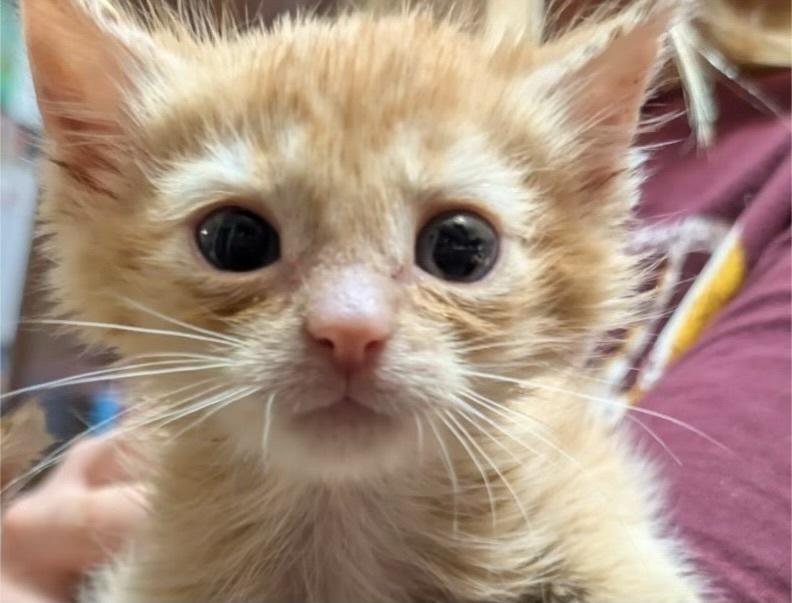 Enlarge Pumpkin Pie (Whitehall Widdles), a Adopted Domestic Short Hair in Telford, PA image 2/2