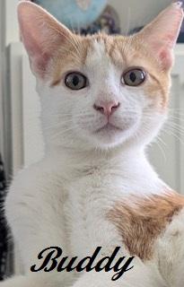 Enlarge Buddy - your best friend forever at The Kitten Around Cat Lounge, a Adoptable Domestic Short Hair in Southern Pines, NC image 2/3