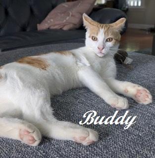 Enlarge Buddy - your best friend forever at The Kitten Around Cat Lounge, a Adoptable Domestic Short Hair in Southern Pines, NC image 3/3