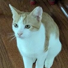 Enlarge Buddy - your best friend forever at The Kitten Around Cat Lounge, a Adoptable Domestic Short Hair in Southern Pines, NC image 1/3