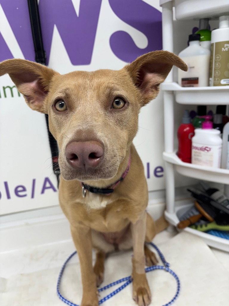 Maddie, Adoptable, Young Female Pit Bull Terrier.