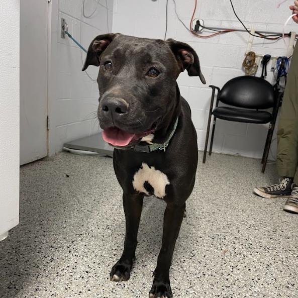Monica, Adoptable, Adult Female Hound & Mixed Breed.