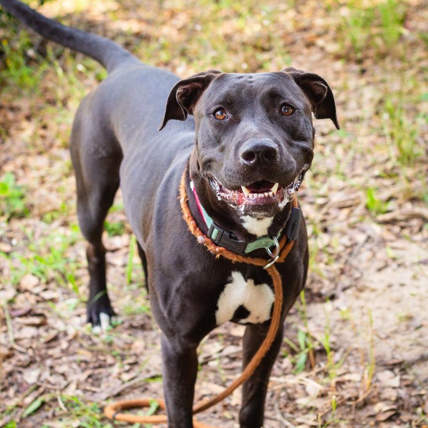 Monica, a Adoptable mixed breed in Hattiesburg, MS image 2/2