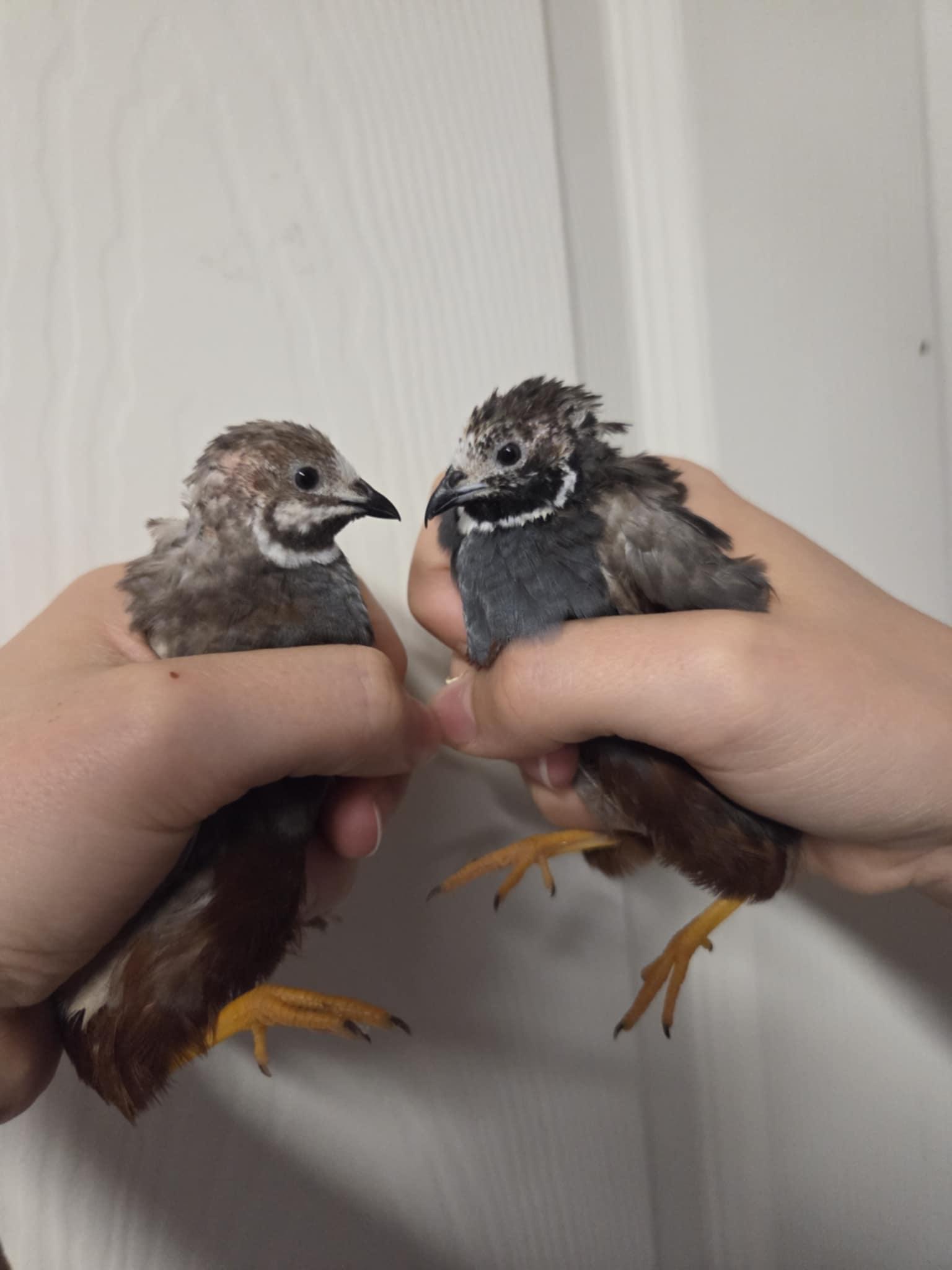 Peep, Adopted, Adult Unknown Button-Quail.