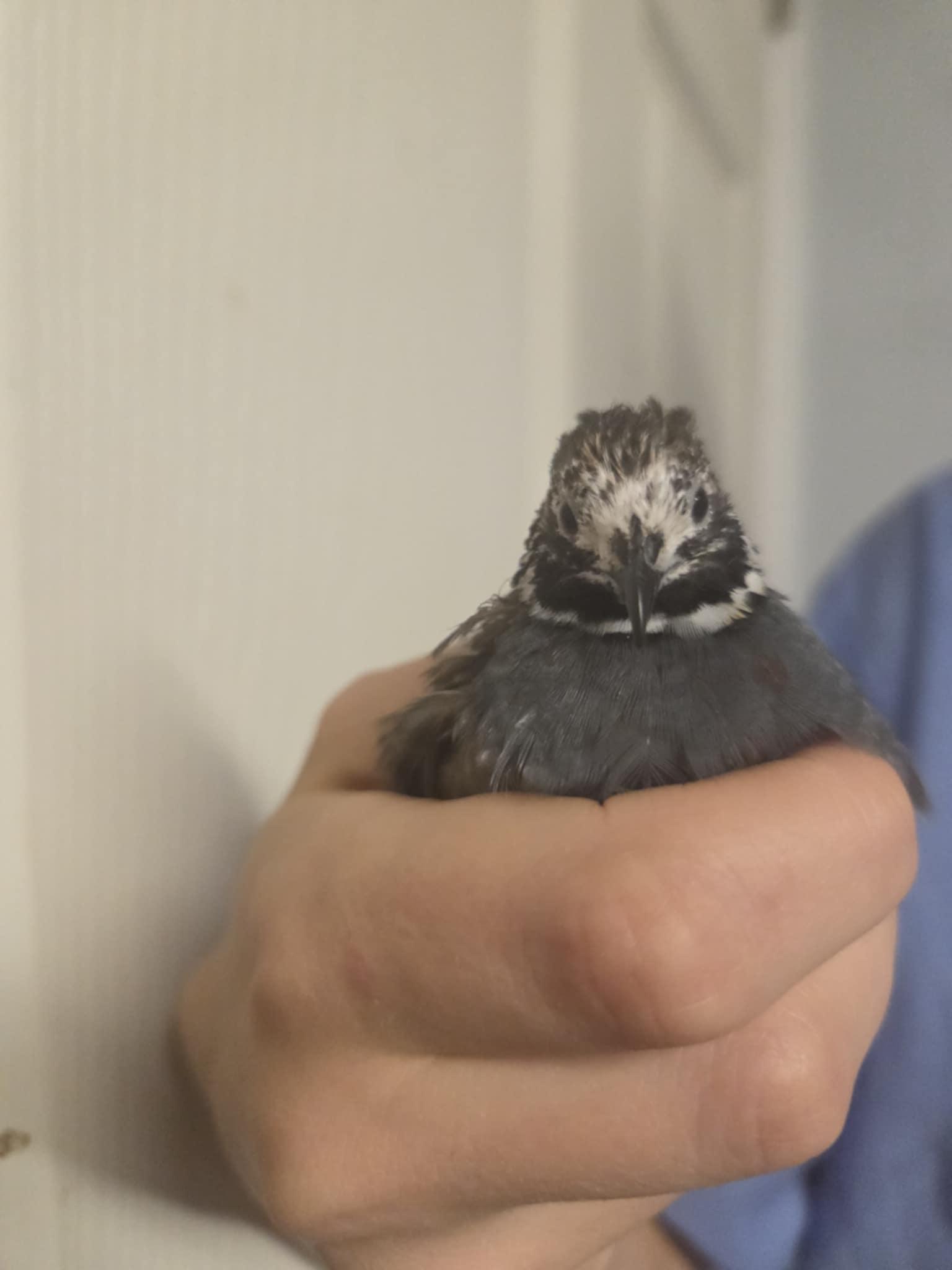 Enlarge Peep, a Adopted Button-Quail in Indian Trail, NC image 4/4