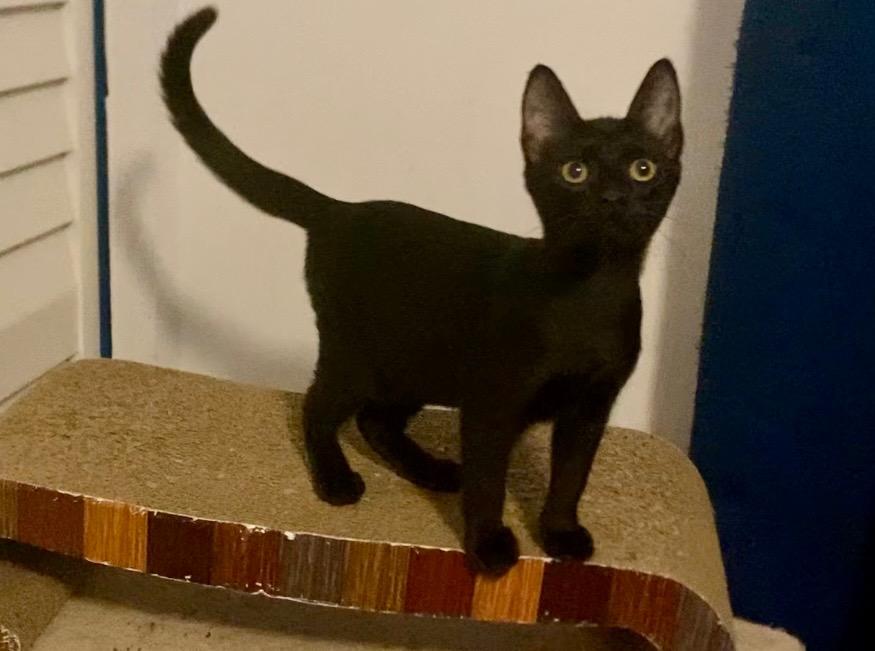 Enlarge Moonglow, a Adoptable Domestic Short Hair in Orlando, FL image 1/2