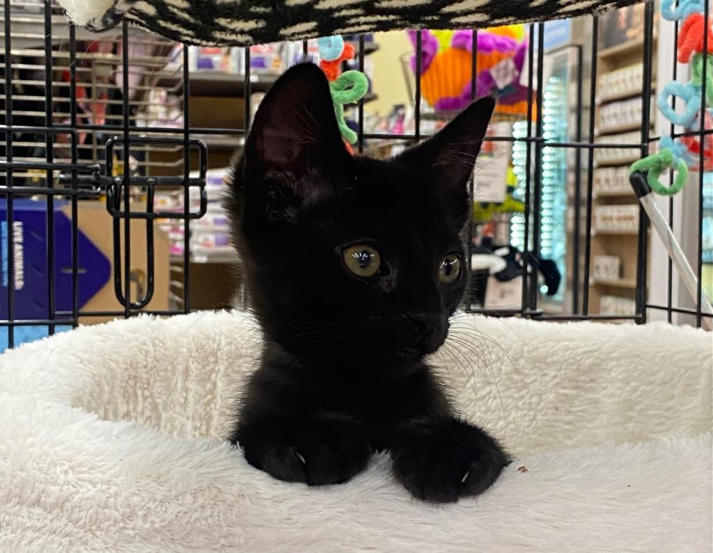 Moonglow, Adoptable, Kitten Female Domestic Short Hair.