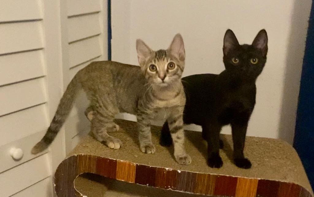 Enlarge Moonglow, a Adoptable Domestic Short Hair in Orlando, FL image 2/2