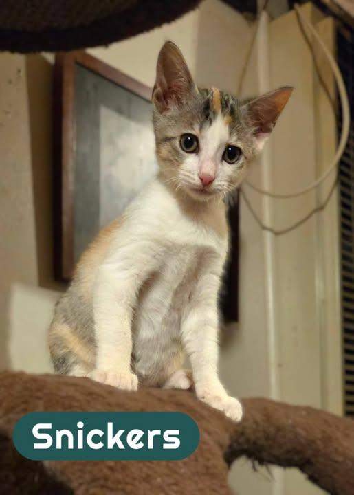 Snickers, a Adoptable Calico in Okemah, OK image 2/3