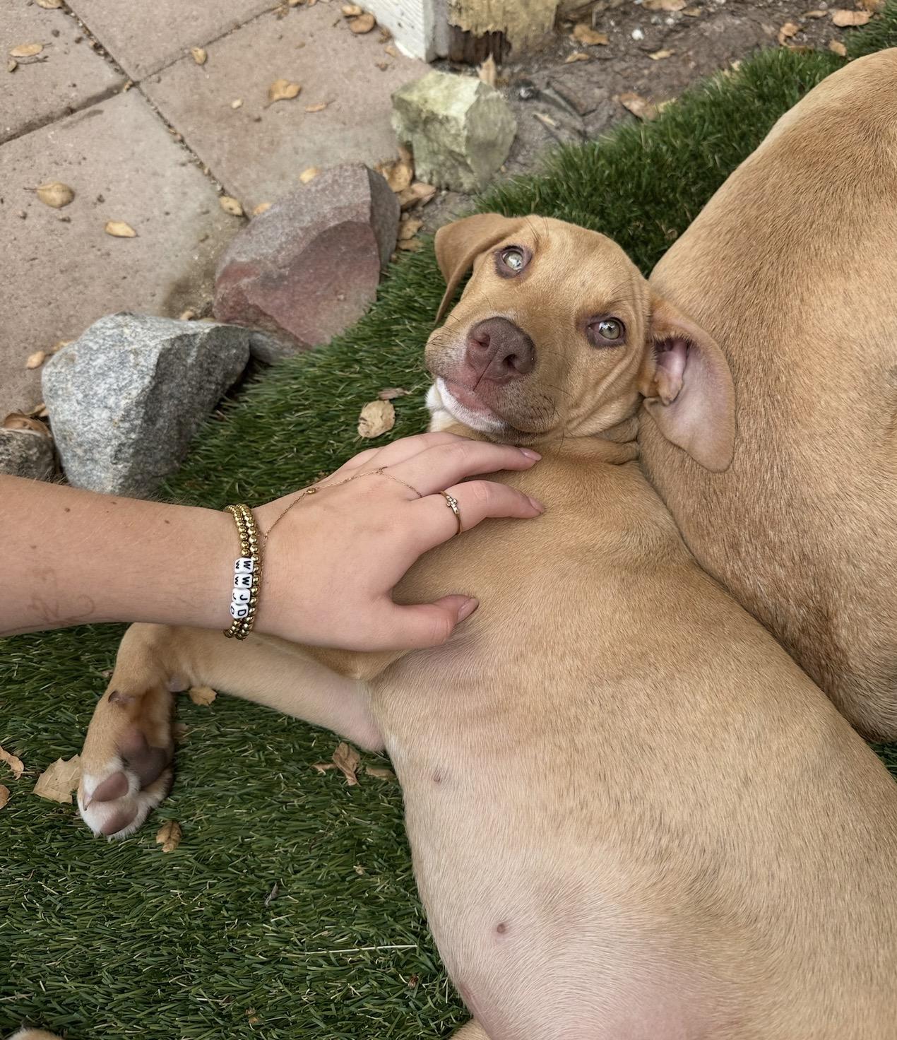 FREDDY, a ADOPTABLE Vizsla in Carlsbad, CA image 6/6