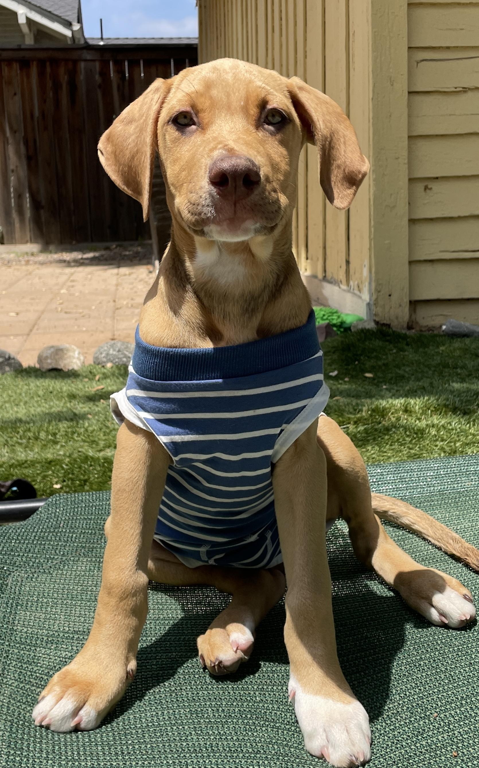 FREDDY, ADOPTABLE, Puppy Male Vizsla.