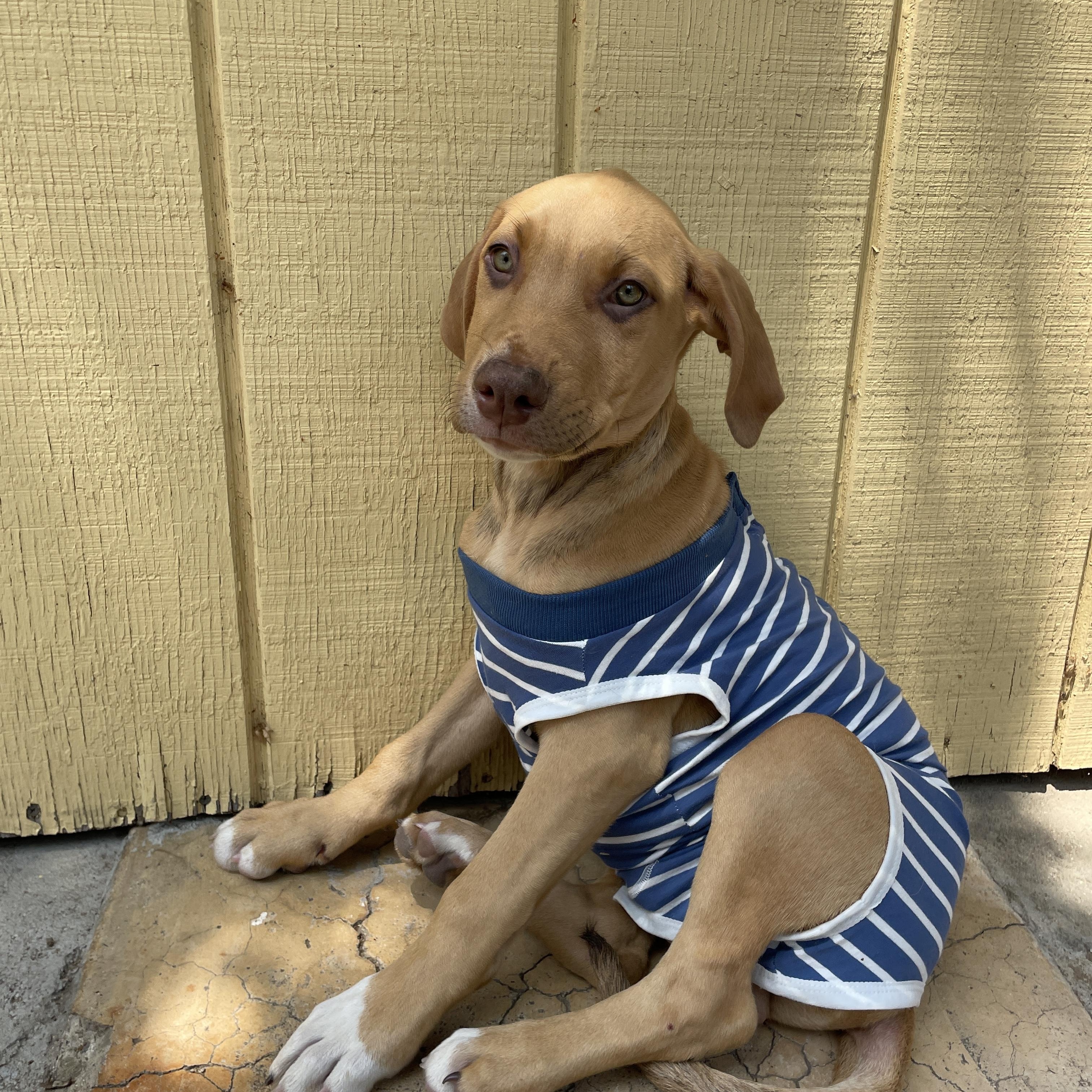 FREDDY, a ADOPTABLE Vizsla in Carlsbad, CA image 2/6