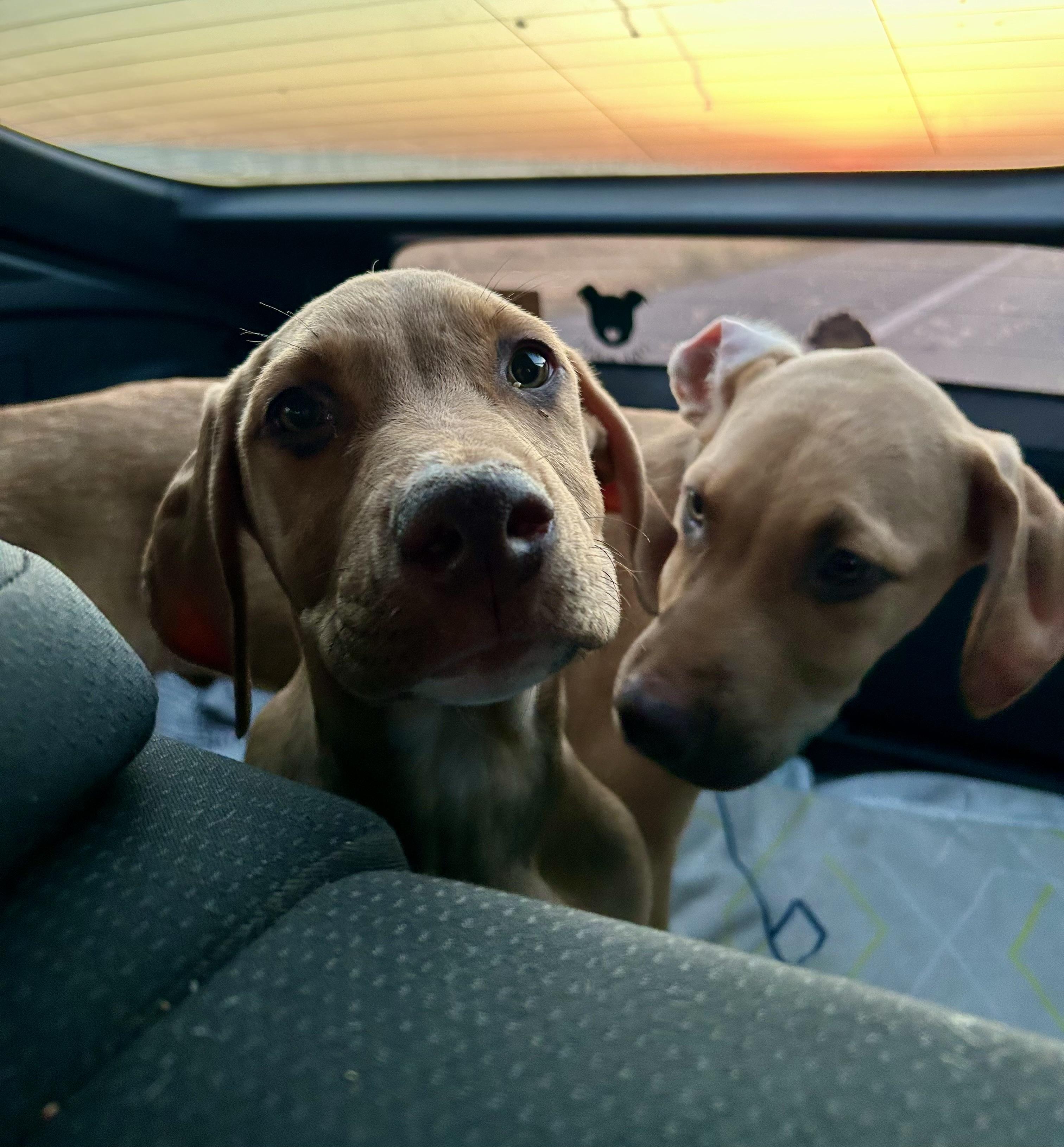 FREDDY, a ADOPTABLE Vizsla in Carlsbad, CA image 3/6