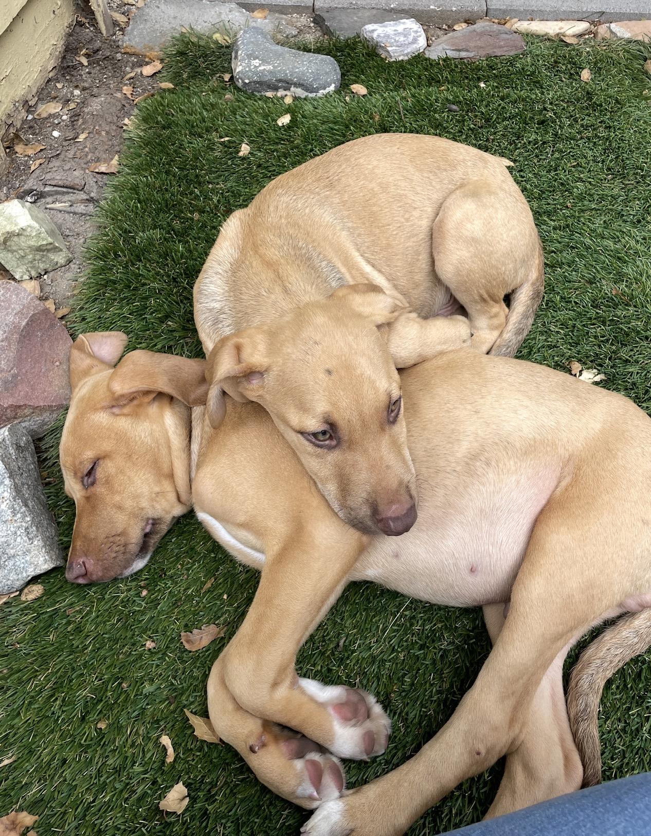 FREDDY, a ADOPTABLE Vizsla in Carlsbad, CA image 4/6