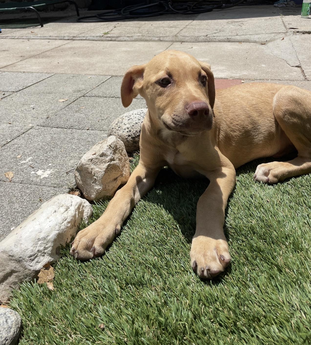 FREDDY, a ADOPTABLE Vizsla in Carlsbad, CA image 5/6