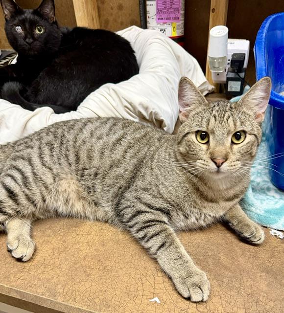 Enlarge OLAF, an adoptable Domestic Short Hair in Lake Ozark, MO image 2/3