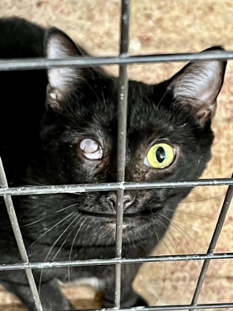 Enlarge OLAF, an adoptable Domestic Short Hair in Lake Ozark, MO image 3/3