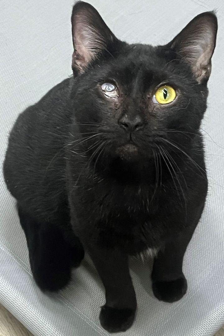 OLAF, adoptable, Adult Male Domestic Short Hair.