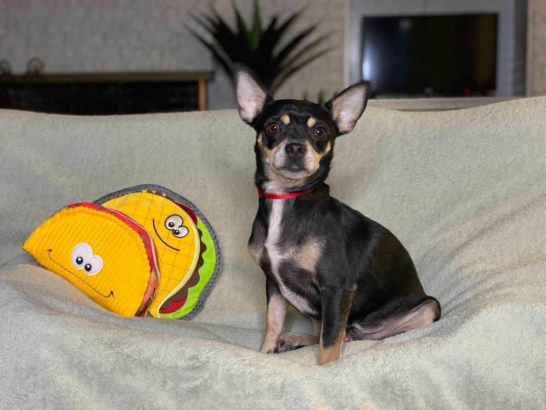 ~chico suave~, a Adopted Chihuahua in Burlington, NC image 1/8