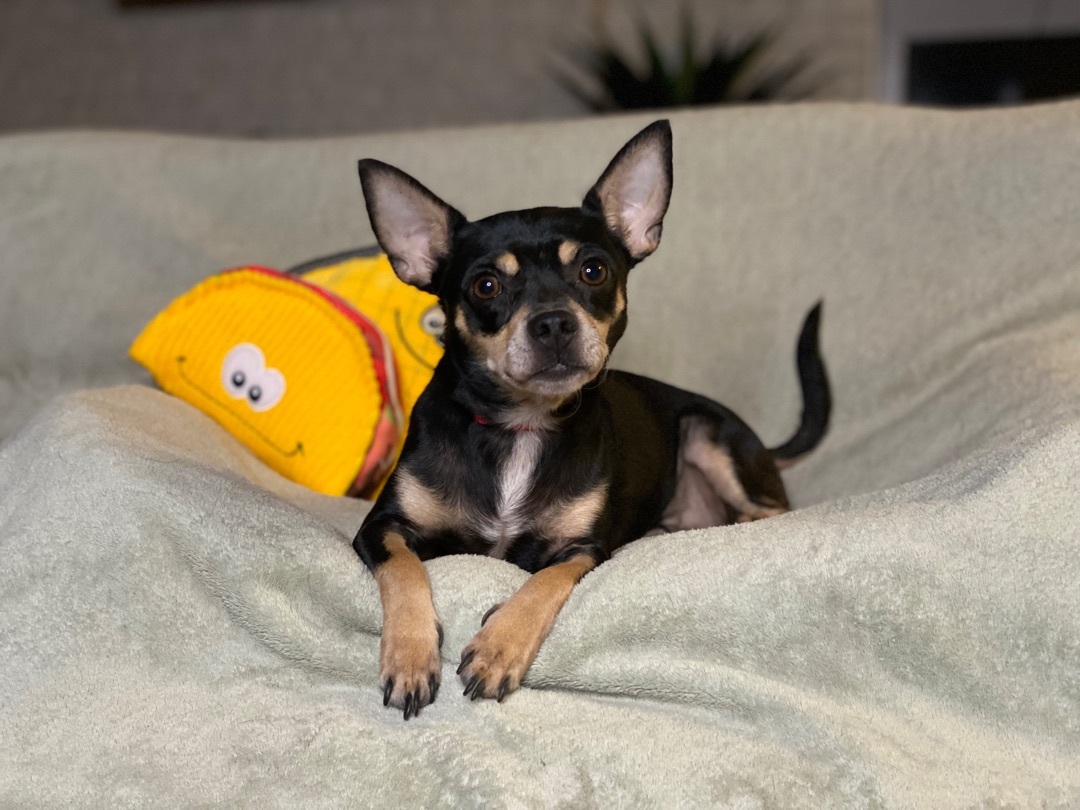 ~chico suave~, a Adopted Chihuahua in Burlington, NC image 2/8