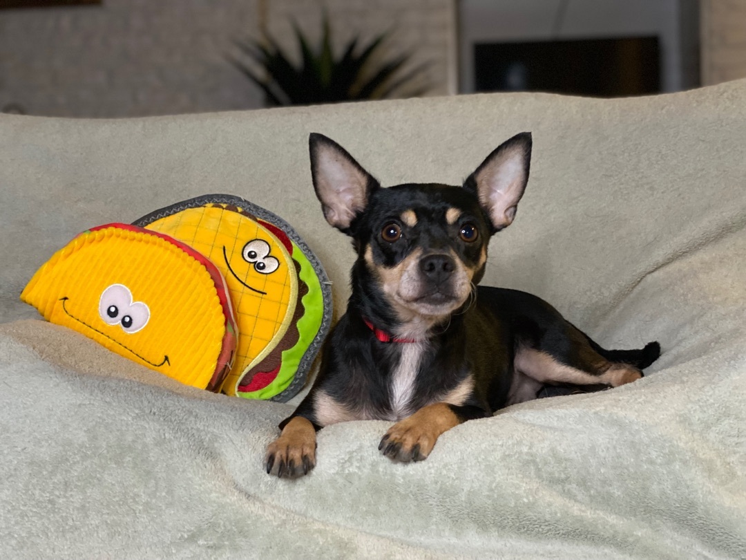 ~chico suave~, a Adopted Chihuahua in Burlington, NC image 3/8