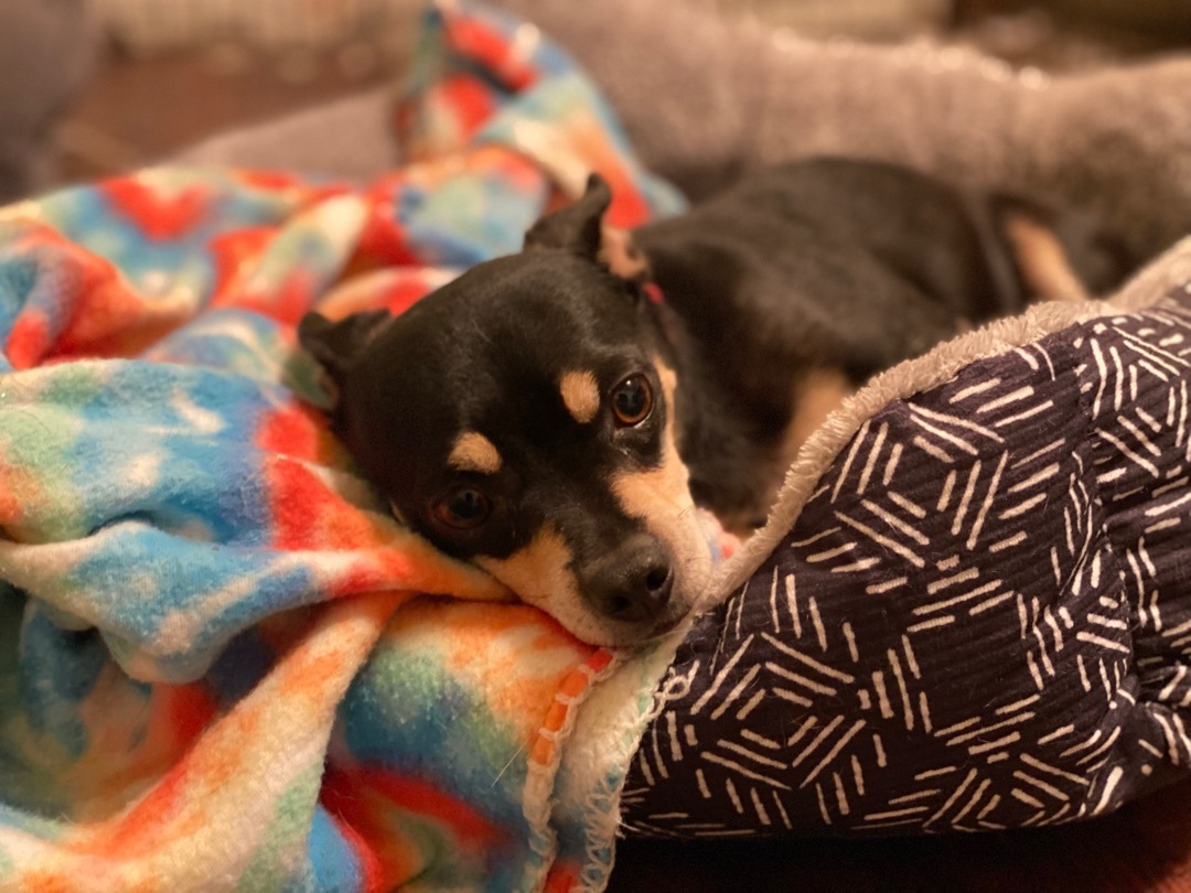 ~chico suave~, a Adopted Chihuahua in Burlington, NC image 4/8