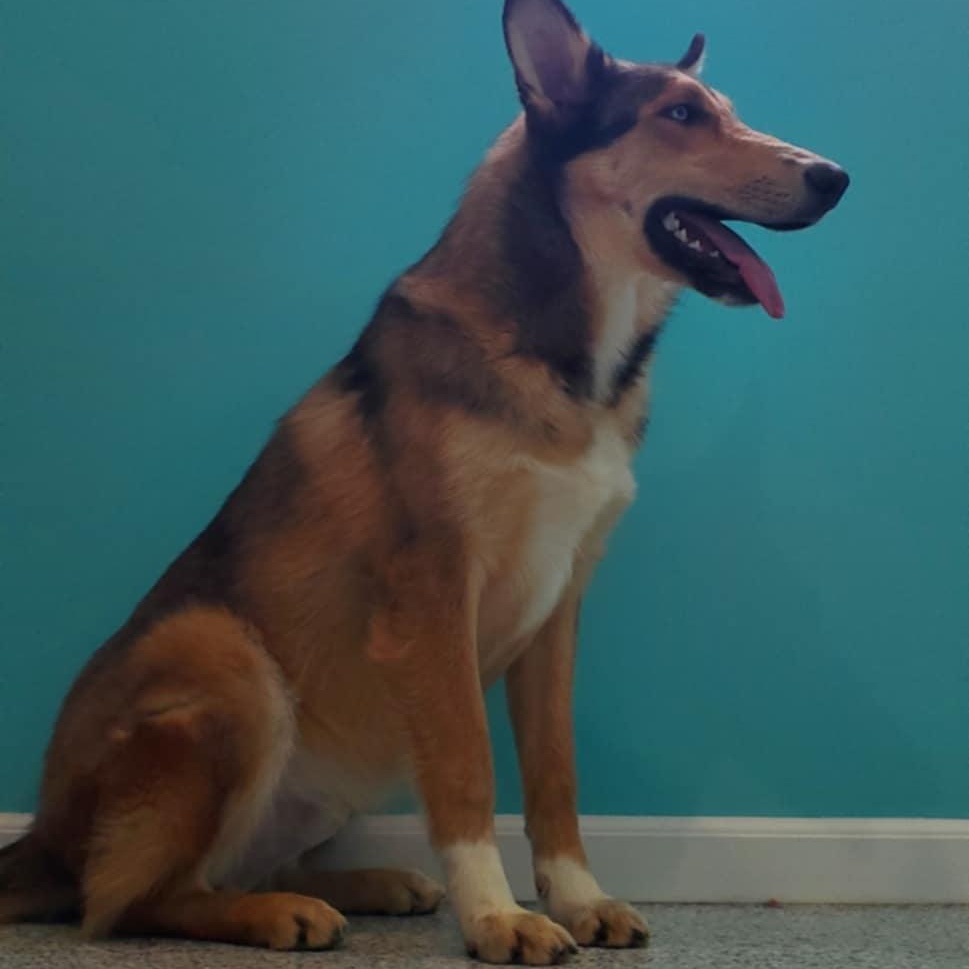 Calum, ADOPTABLE, Young Male Rough Collie.