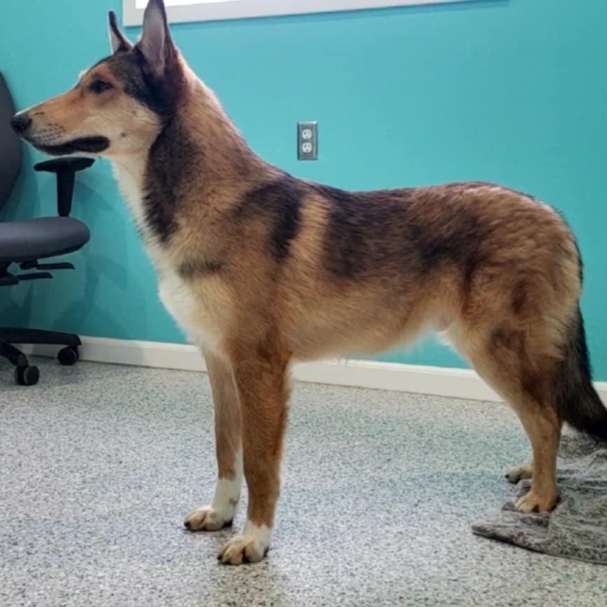 Enlarge Calum, a ADOPTABLE mixed breed in Hutchinson, MN image 2/6