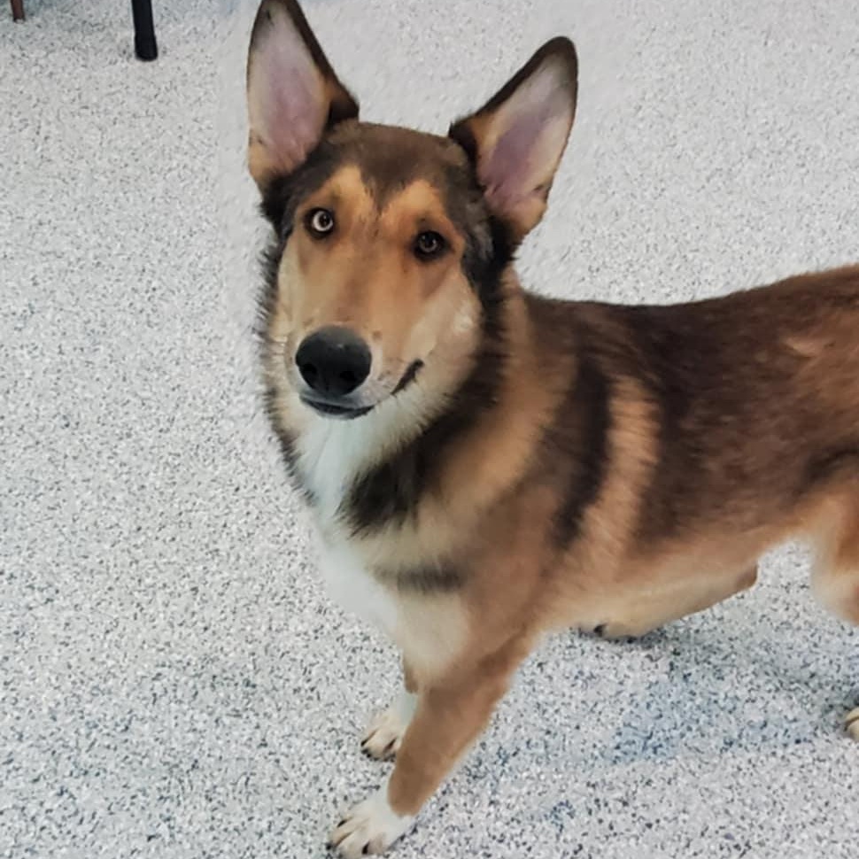 Enlarge Calum, a ADOPTABLE mixed breed in Hutchinson, MN image 3/6