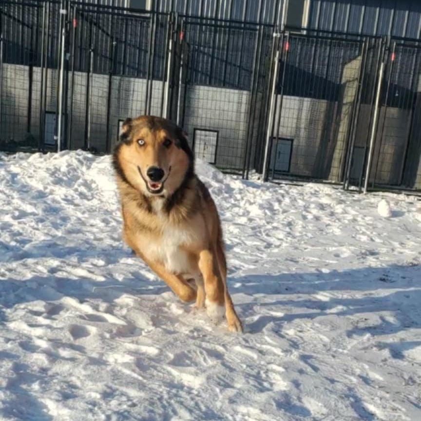 Enlarge Calum, a ADOPTABLE mixed breed in Hutchinson, MN image 2/6